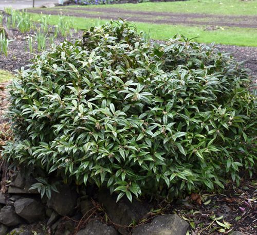Bogyóspuszpáng – Sarcococca confusa