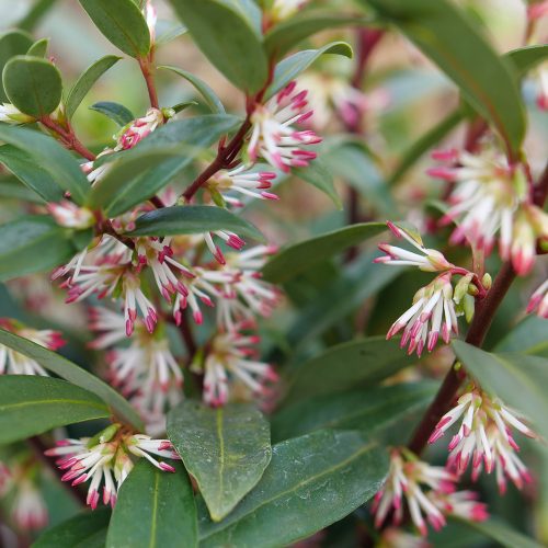 Bogyóspuszpáng – Sarcococca hookeriana