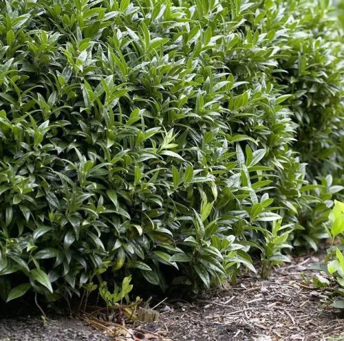 Törpe bogyóspuszpáng- Sarcococca hookeriana humilis