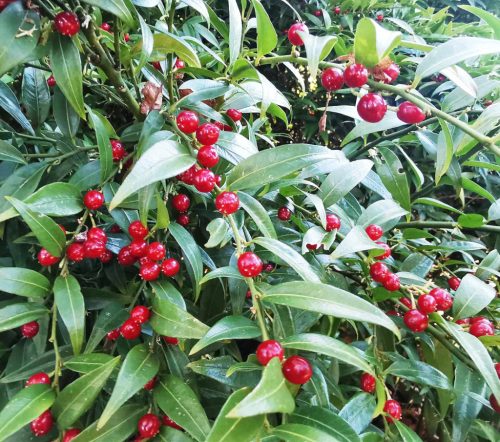 Illatos bogyóspuszpáng- Sarcococca ruscifolia