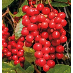  Kínai kúszómagnólia -  Schisandra rubriflora 