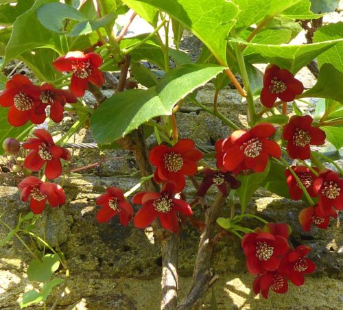  Kínai kúszómagnólia -  Schisandra rubriflora 