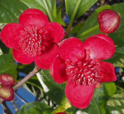  Kínai kúszómagnólia -  Schisandra rubriflora 