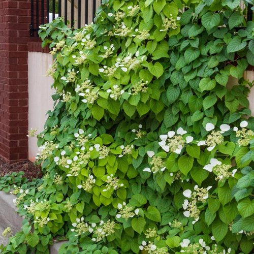 Kúszóhortenzia 'Moonlight' fajta -  Schizophragma hydrangeoides 'Moonlight' 