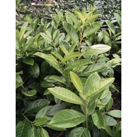   Babérmeggy ’Cippora’ fajta - Prunus laurocerasus ’Cippora’