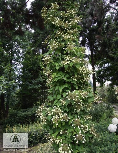 Kúszóhortenzia 'Snow Sensation' fajta -  Schizophragma hydrangeoides 'Snow Sensation'
