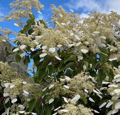 Kúszóhortenzia - Schyzophragma hydrangeoides 'Snow Sensation'