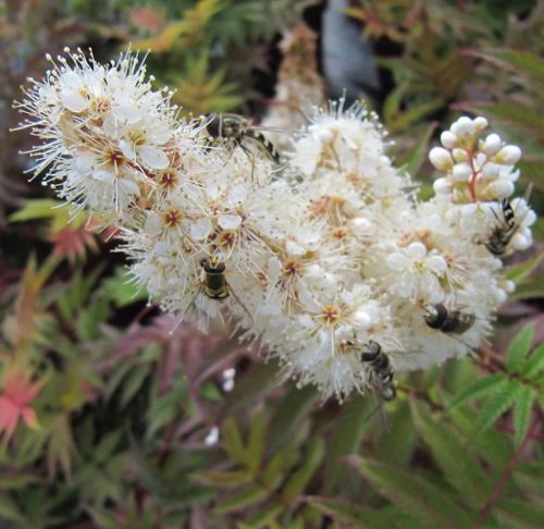 Tollas gyöngyvessző - Sorbaria sorbifolia