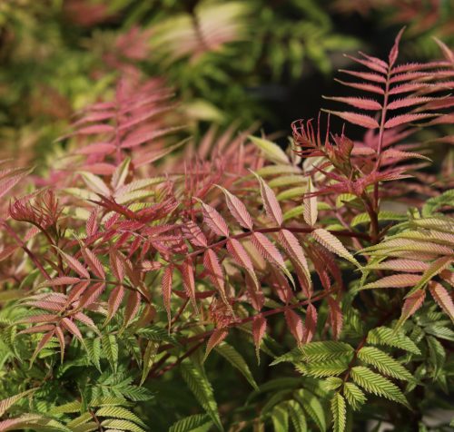 Tollas gyöngyvessző - Sorbaria sorbifolia 'Sem'