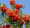 Madárberkenye - Sorbus aucuparia