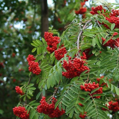 Madárberkenye - Sorbus aucuparia
