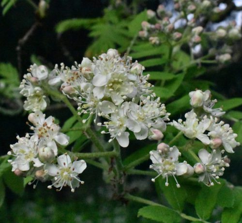 Házi berkenye - Sorbus domestica