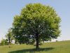 Barkócaberkenye - Sorbus torminalis