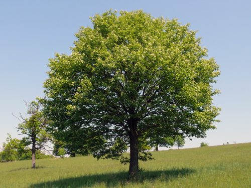 Barkócaberkenye - Sorbus torminalis