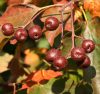 Barkócaberkenye - Sorbus torminalis