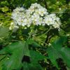 Barkócaberkenye - Sorbus torminalis