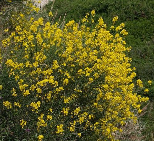 Jeneszter – Spartium junceum