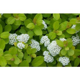   Nyírlevelű gyöngyvessző 'Tor Gold' fajta - Spiraea betulifolia 'Tor Gold'