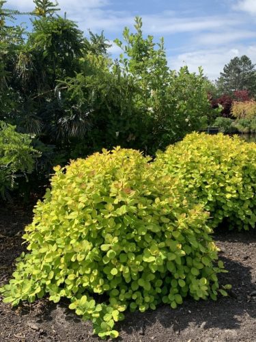 Nyírlevelű gyöngyvessző 'Tor Gold' fajta - Spiraea betulifolia 'Tor Gold'