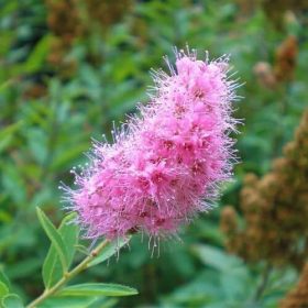 Piros virágú gyöngyvessző - Spiraea x billardii
