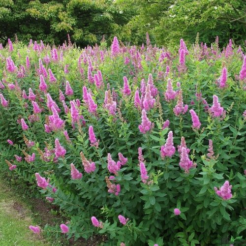 Piros virágú gyöngyvessző - Spiraea x billardii