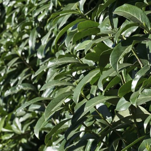 Babérmeggy ’Herbergii’ fajta - Prunus laurocerasus ’Herbergii’