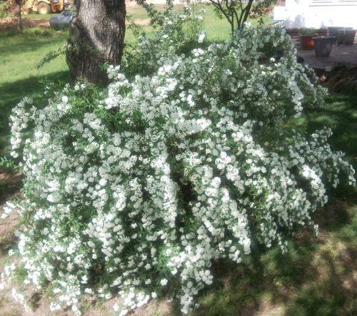 Kantoni gyöngyvessző 'Lanceta' fajta - Spiraea cantoniensis 'Lanceata'