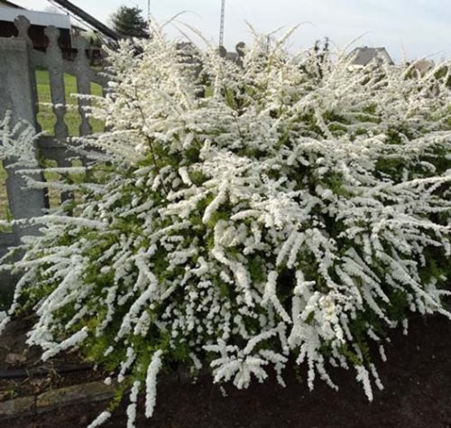 Hamvas gyöngyvessző  - Spiraea x cinerea 'Grefsheim'