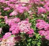 Rózsaszín törpe gyöngyvessző 'Anthony Waterer' fajta  - Spiraea japonica 'Anthony Waterer'