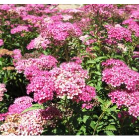   Rózsaszín törpe gyöngyvessző 'Anthony Waterer' fajta  - Spiraea japonica 'Anthony Waterer'
