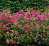 Rózsaszín törpe gyöngyvessző 'Anthony Waterer' fajta  - Spiraea japonica 'Anthony Waterer'