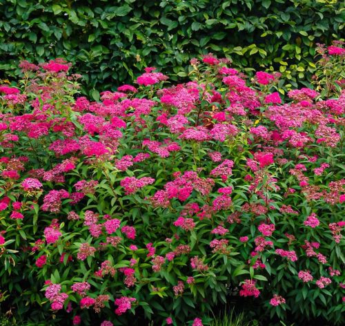Rózsaszín törpe gyöngyvessző 'Anthony Waterer' fajta  - Spiraea japonica 'Anthony Waterer'