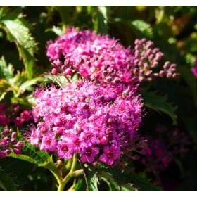   Rózsaszín japán gyöngyvessző 'Crispa' fajta  - Spiraea japonica 'Crispa'