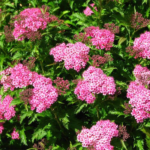 Rózsaszín japán gyöngyvessző 'Crispa' fajta  - Spiraea japonica 'Crispa'
