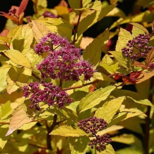 Japán gyöngyvessző 'Firelight' fajta - Spiraea japonica 'Firelight'