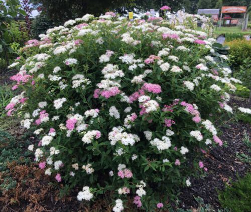 Japán gyöngyvessző 'Shirobana' fajta  - Spiraea japonica 'Shirobana'