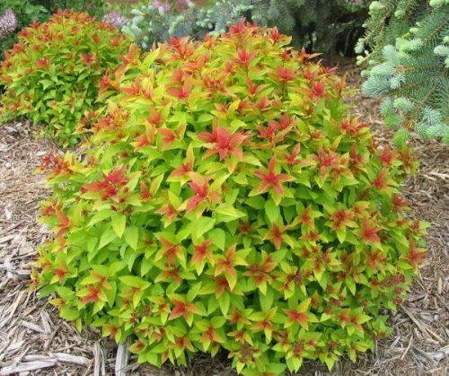 Japán gyöngyvessző 'Magic Carpet' fajta  - Spiraea japonica 'Magic Carpet'