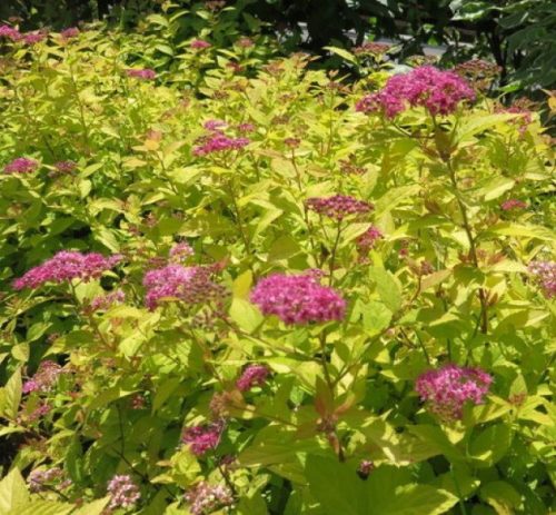 Japán gyöngyvessző 'Golden Princess' fajta  - Spiraea japonica 'Golden Princess'
