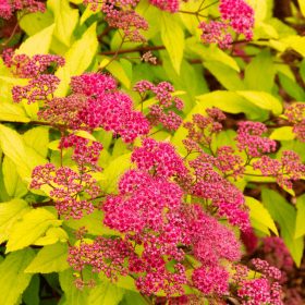   Japán gyöngyvessző - Spiraea japonica 'Goldflame'