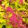 Japán gyöngyvessző - Spiraea japonica 'Goldflame'