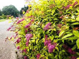 Japán gyöngyvessző 'Goldflame' fajta - Spiraea japonica 'Goldflame'
