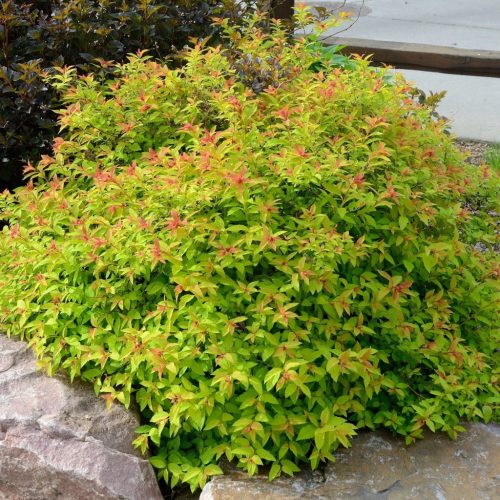 Japán gyöngyvessző  'Goldmound' fajta - Spiraea japonica 'Goldmound'
