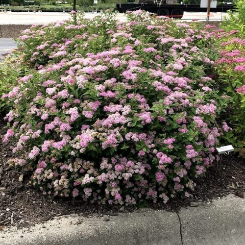 Japán gyöngyvessző 'Litlle Princess' fajta  - Spiraea japonica 'Little Princess'