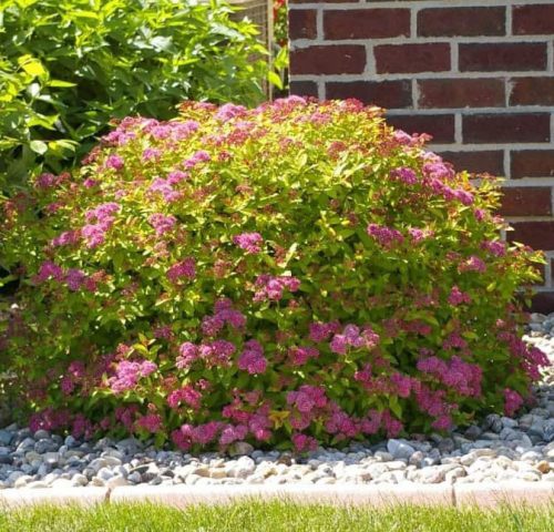 Japán gyöngyvessző 'Macrophylla' fajta - Spiraea japonica 'Macrophylla'