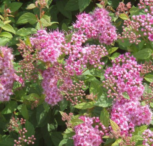 Japán gyöngyvessző 'Manon' fajta  - Spiraea japonica 'Manon'