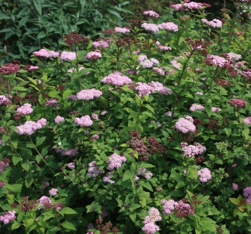 Japán gyöngyvessző 'Sparkling Chamapgne' fajta  - Spiraea japonica 'Sparkling Champagne'