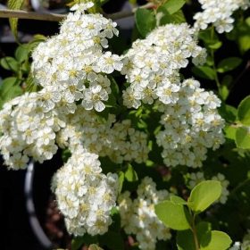   Nipponi gyöngyvessző 'Halward's Silver' fajta - Spiraea nipponica 'Halward's Silver'