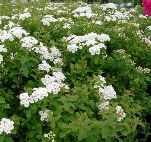 Nipponi gyöngyvessző 'Halward's Silver' fajta - Spiraea nipponica 'Halward's Silver'