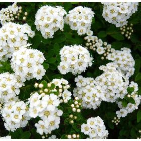   Nipponi gyöngyvessző 'Snowmound' fajta  - Spiraea nipponica 'Snowmound'