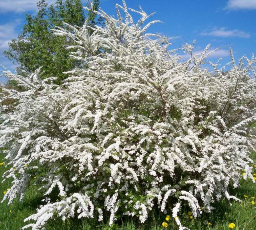 Nipponi gyöngyvessző 'Snowmound' fajta  - Spiraea nipponica 'Snowmound'